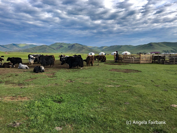 view of yaks at milking time