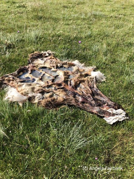 sheep hide drying in the sun