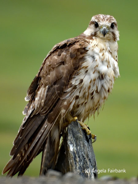 unidentified raptor 4