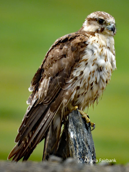 unidentified raptor 5