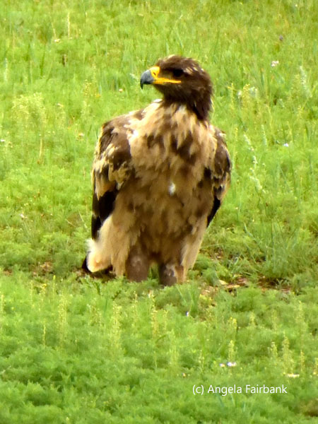 unidentified raptor 6