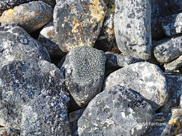 rocks