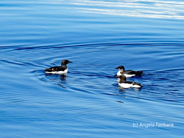4 guillemots
