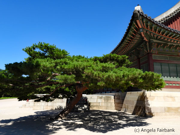 tree and corner of palace building
