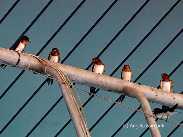 a row of barn swallows