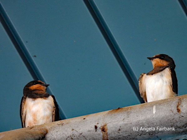 2 barn swallows