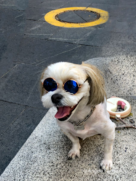 cool dog in Insadong