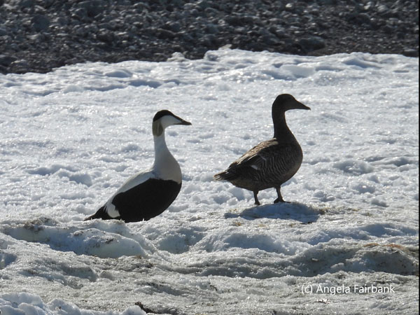eider ducks