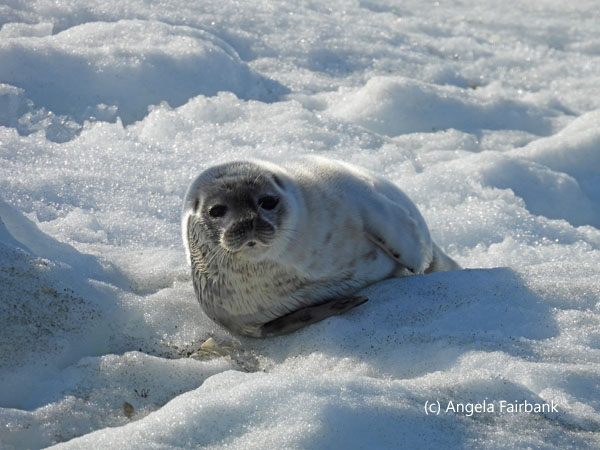 ring seal pup 1