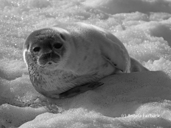 ring seal pup 2