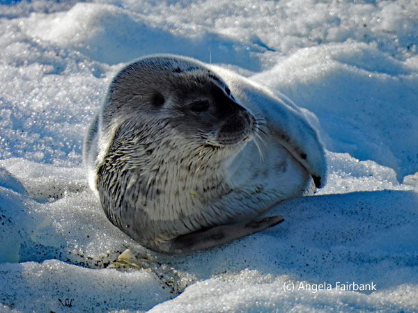 ring seal pup 4