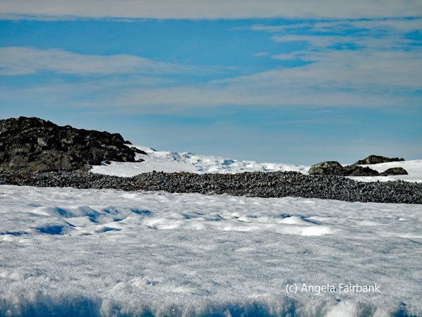 polar bear tracks 2