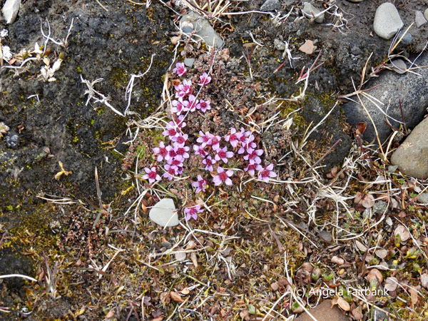 purple saxifrage 1