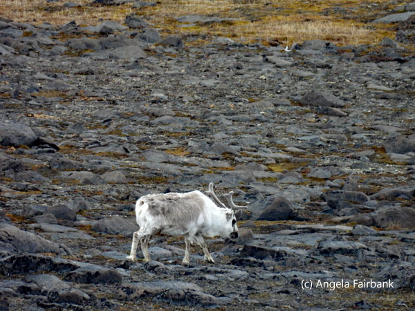 svalbard reindeer