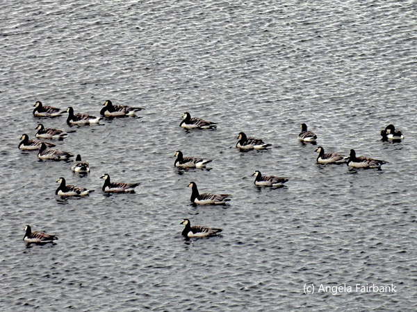 barnacle geese on pond