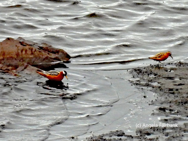 red phalorope pair on pond