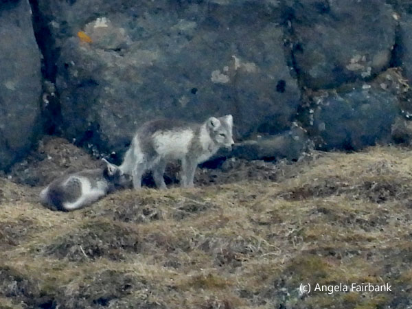2 arctic foxes