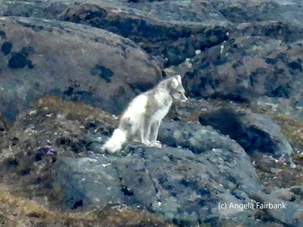 arctic fox sitting on rock