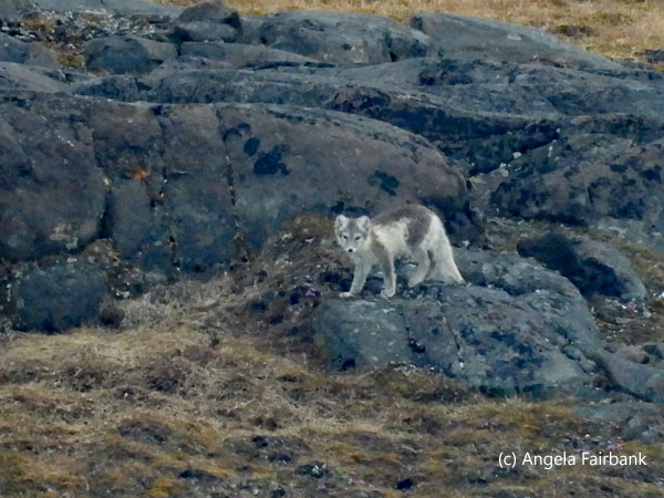 arctic fox standing n rock
