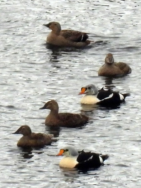 6 king eiders on pond