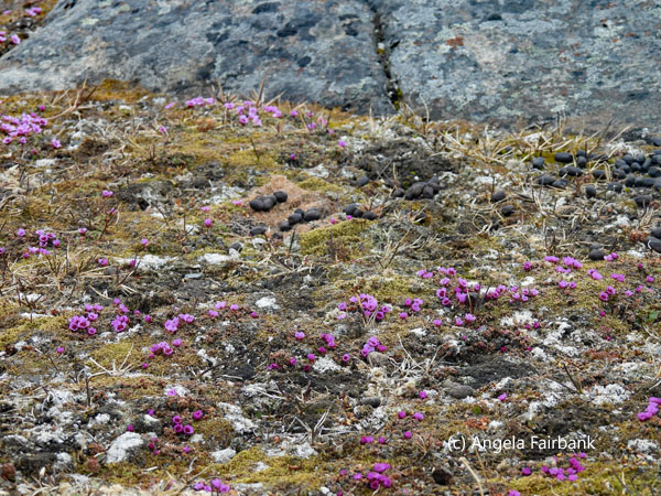 purple saxifrage 2