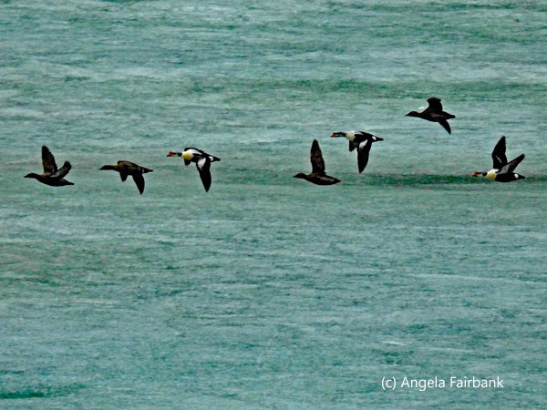 7 flying eiders