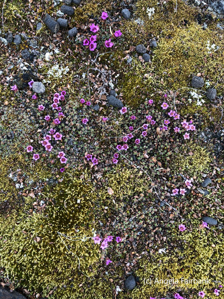 purple saxifrage 3