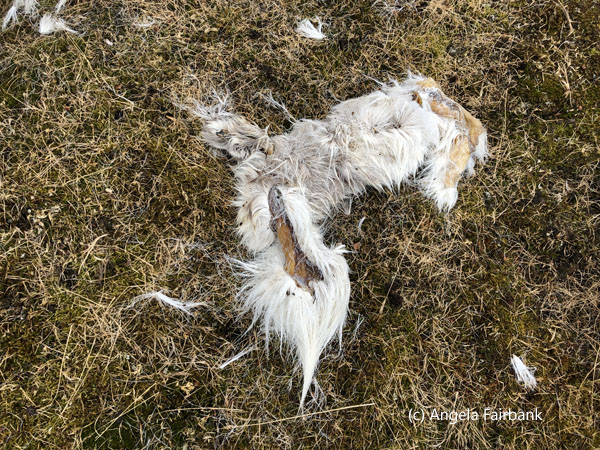 reindeer fur with flesh