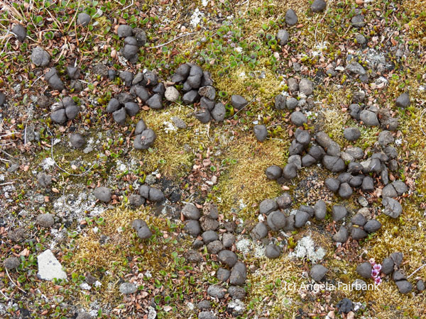 reindeer dung
