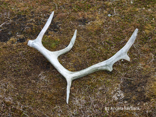 bleached reindeer antler