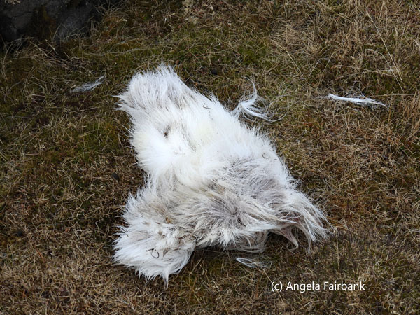 chunk of reindeer fur