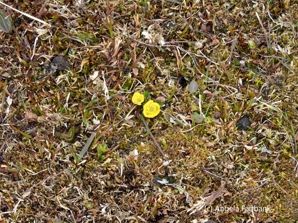 yellow saxifrage