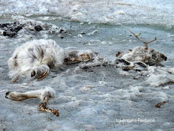 dead and decaying reindeer