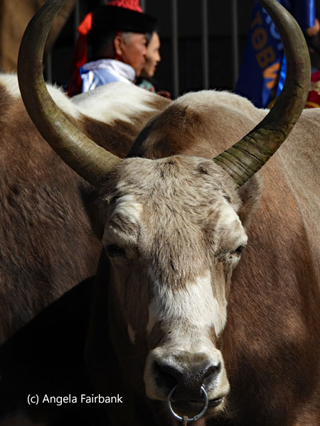 ox