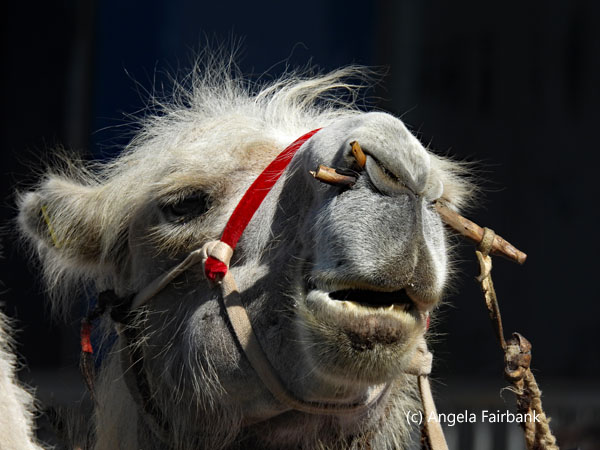 camel