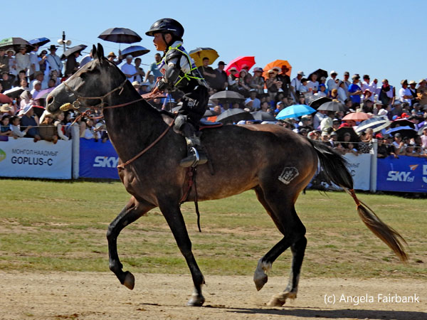 rider in black and yellow on horse