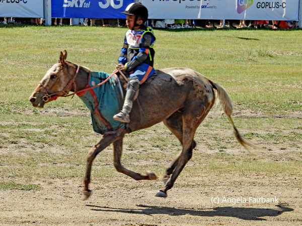 rider on light browwn horse with blue cover