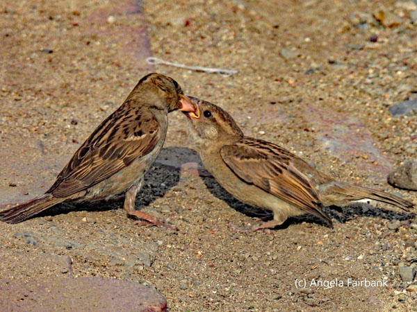 2 saxual sparrows feeding