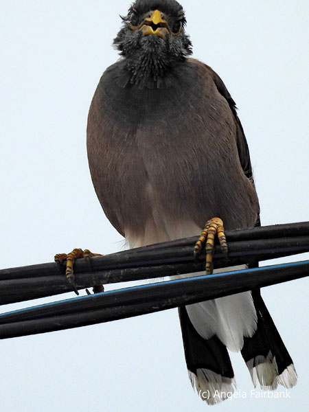 common myna