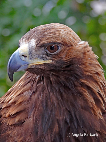 golden eagle 1