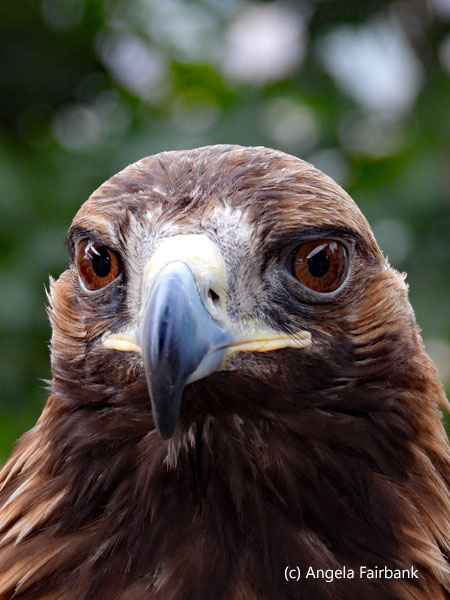 golden eagle 2