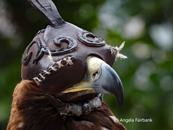 golden eagle with hood 1