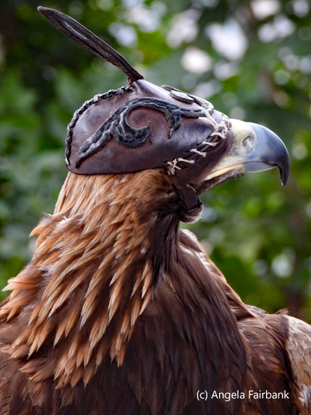 golden eagle with hood 2