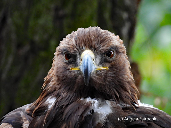 golden eagle 3