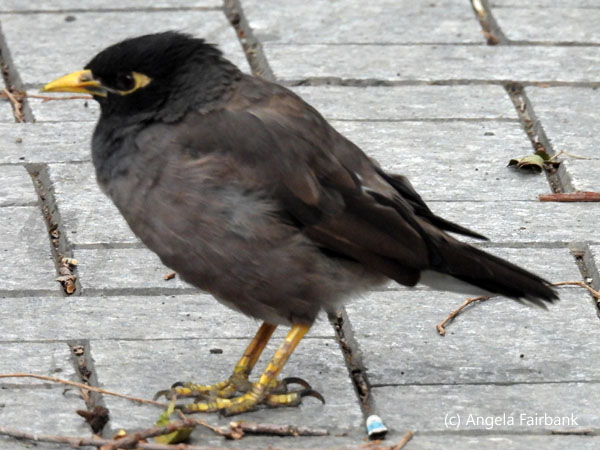 common myna 2