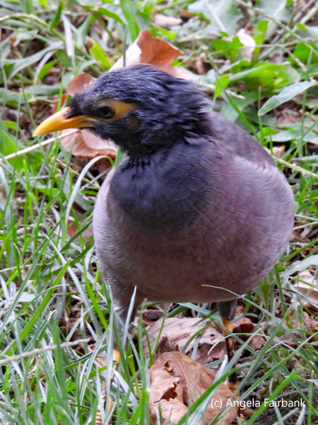 common myna 3
