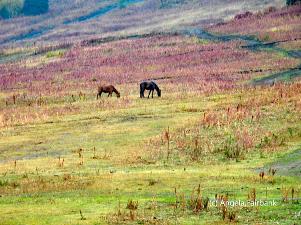 horses in field