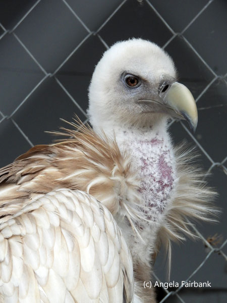 Cinereous Vulture
