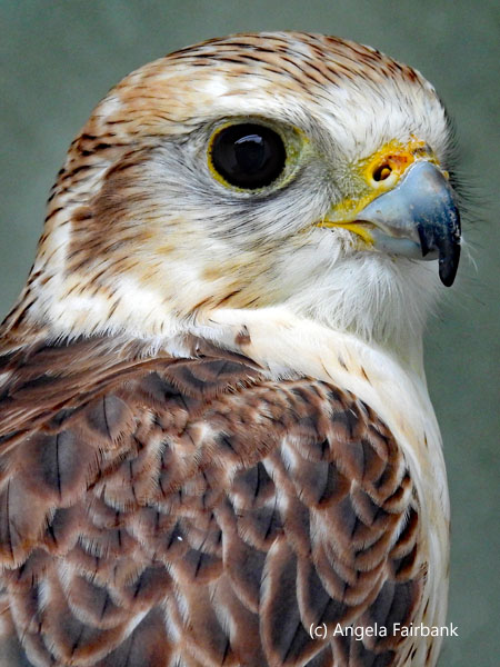 saker falcon 1
