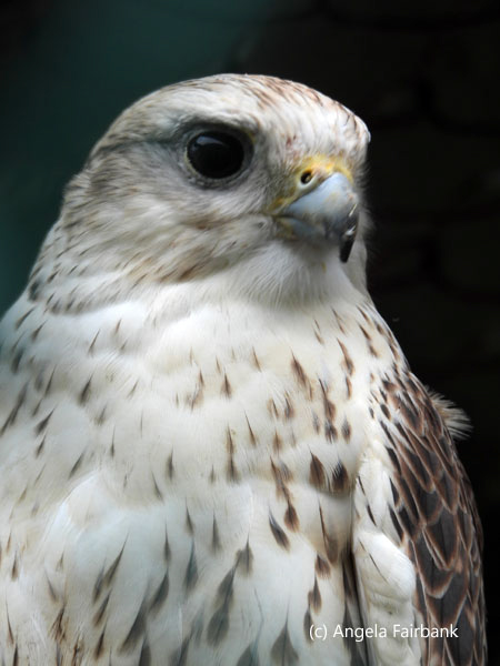 saker falcon 2